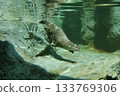 亞洲小爪水獺潛水③ 133769306