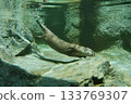 亞洲小爪水獺潛水 ④ 133769307