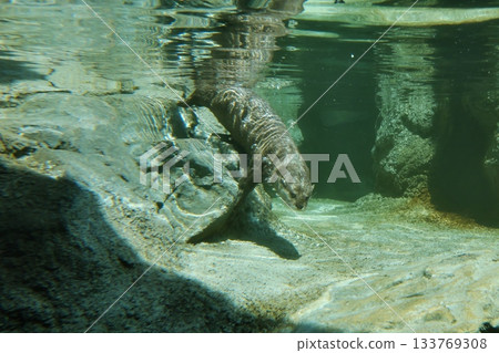 亞洲小爪水獺潛水① 亞洲小爪水獺潛水① 133769308