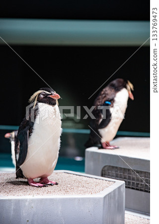 在午睡期間的企鵝 133769473