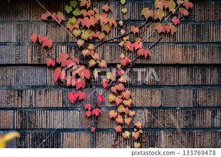 秋天的常春藤攀爬在古老的牆壁上。 133769478