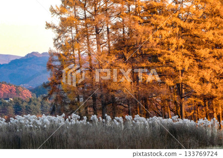 A mountain village at dusk. The rust-colored larch trees and the beige Japanese pampas grass create a beautiful late autumn scene in Michinoku. A mountain village at dusk. The rust-colored larch trees and the beige Japanese pampas grass create a beautiful late autumn scene in Michinoku. 133769724