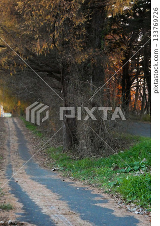 銹紅色的傍晚景色，落葉松，銹紅色的落葉松葉 133769726