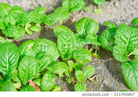 菜園裡的鰹魚 菜園裡的鰹魚 133769867