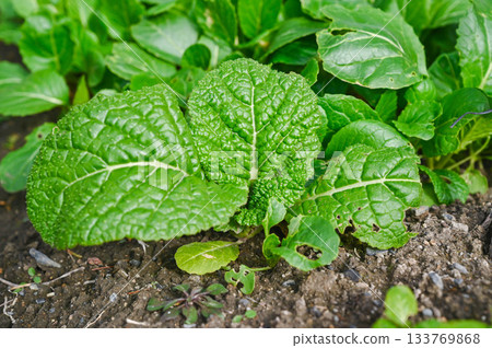 Skipjack tuna in the vegetable garden Skipjack tuna in the vegetable garden 133769868
