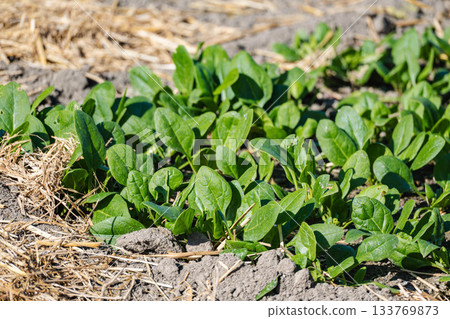 Spinach of home garden 133769873