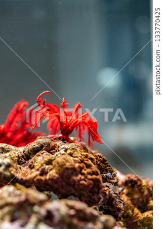 紅海葵 紅海葵 133770425