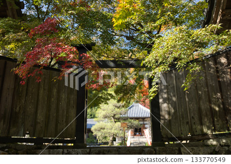 小倉山二尊院：從黑門眺望院內景色及秋色 1 133770549