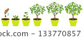 Growth cycle of an apple tree in a pot on a white background. 133770857