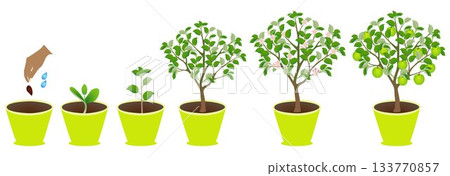 Growth cycle of an apple tree in a pot on a white background. 133770857