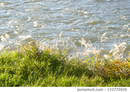 A windy landscape of water and silver grass on the riverbank in late autumn 133770926