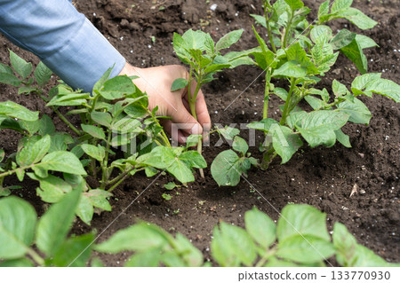 A man thinning out sprouted potatoes. A man thinning out potatoes. (April) Home garden 133770930