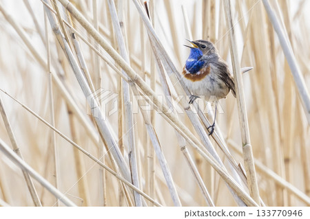 Bluethroat singing amidst reeds in Eempolder, Eemnes, Netherlands during springtime 133770946
