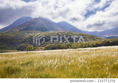 The autumn pampas grass covering the Chojabaru Tadewara Marsh and the majestic Kuju mountain range The autumn pampas grass covering the Chojabaru Tadewara Marsh and the majestic Kuju mountain range 133771258