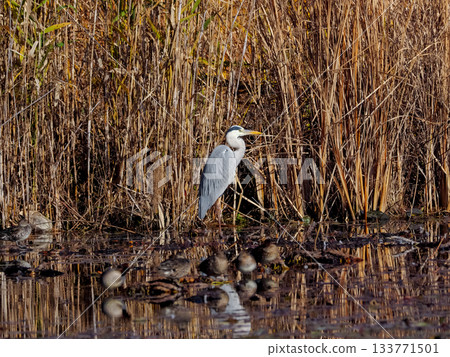 Gray heron 133771501
