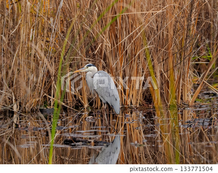 Gray heron 133771504