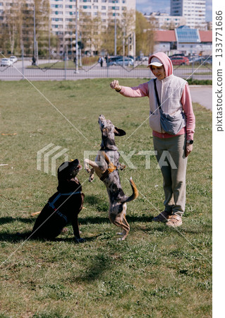 woman plays with dogs in park. person walks with two pets on green lawn. Two carefree dogs. 133771686