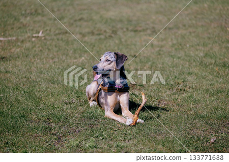 carefree spotted dog runs around green field in park and nibbles on stick. greyhound on walk. carefree spotted dog runs around green field in park and nibbles on stick. greyhound on walk. 133771688