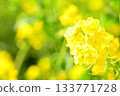 黃色油菜花 133771728