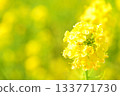 黃色油菜花 133771730