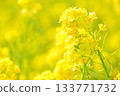沐浴春日陽光的油菜花 133771732