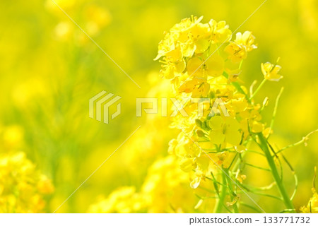 Rape blossoms bathed in spring sunlight 133771732