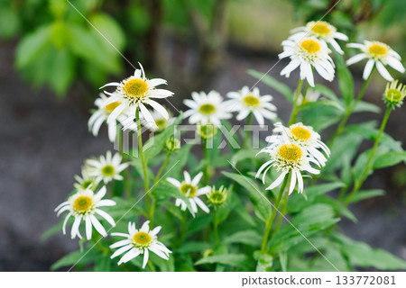 Closeup of Echinacea White Double Delight coneflower head 133772081
