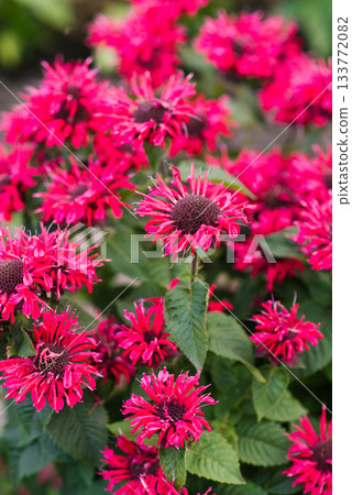 Red Bee Happy monarda in ornamental garden Red Bee Happy monarda in ornamental garden 133772082