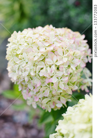 Panicle Hydrangea Pixio With Soft Pink Tint Appearing 133772083