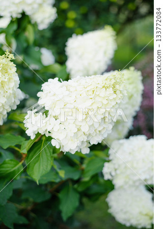 Close White Blossoms Of Hydrangea Polar Bear Blooming Close White Blossoms Of Hydrangea Polar Bear Blooming 133772084