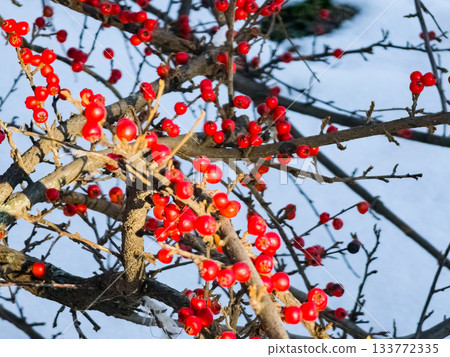 A bush with round red berries in the snow in the background. Cotoneaster horizontalis in Latin. A bush with round red berries in the snow in the background. Cotoneaster horizontalis in Latin. 133772335