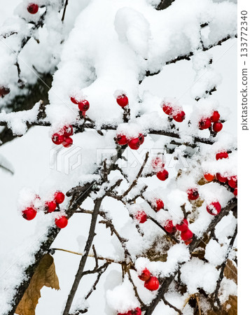Snow-covered clusters of the red berries of the Cotoneaster horizontalis. Winter background. 133772340