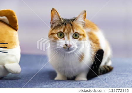 Calico Cat with Green Eyes in Natural Light 133772525