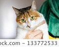 Calico Cat with Green Eyes in Natural Light 133772533