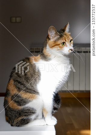 Calico Cat with Green Eyes in Natural Light 133772537