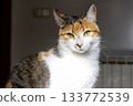 Calico Cat with Green Eyes in Natural Light 133772539
