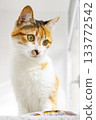 Calico Cat with Green Eyes in Natural Light 133772542