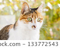 Calico Cat with Green Eyes in Natural Light 133772543