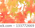 Bright red autumn leaves 133772669