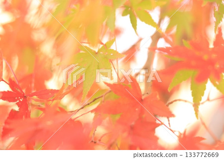 Bright red autumn leaves 133772669