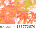 Bright autumn leaves 133772670
