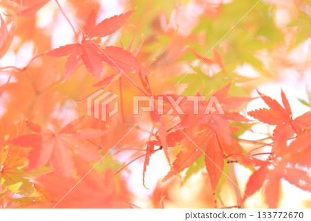 Bright autumn leaves Bright autumn leaves 133772670