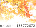 Autumn leaves turning yellow 133772672
