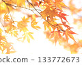 Autumn leaves shining in the autumn sun 133772673
