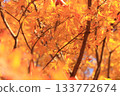 Bright autumn leaves 133772674