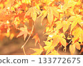 Autumnal maple leaves 133772675