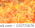 Momiji who changed leaves 133772676