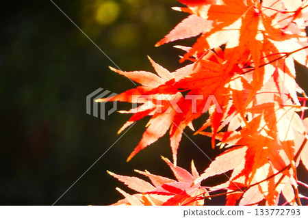 The bright crimson of the maple leaves burning brightly in the backlight The bright crimson of the maple leaves burning brightly in the backlight 133772793