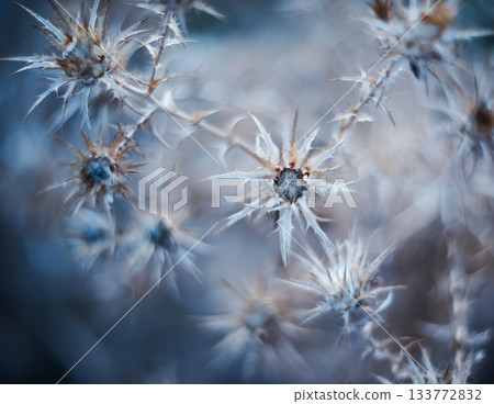 Stock Foto Plants of spines Stock Foto Plants of spines 133772832