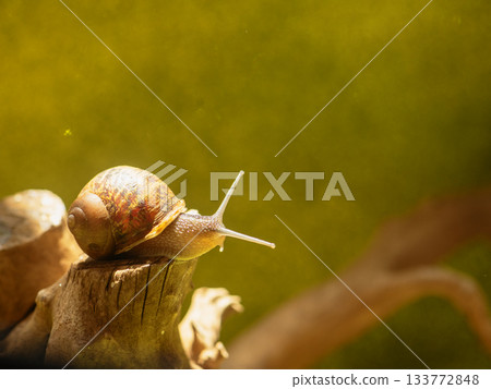 small snail sits on a piece of wood on a gold background 133772848
